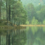 1-reflection
