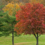 1-fall-trees
