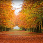 road-to-forest-header-9052-1024×300