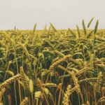 fields2