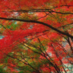 charming-autumn-forest-website-header