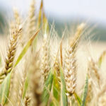 Sowing & Reaping